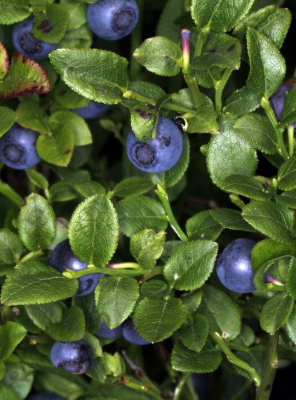 Borówka czernica – właściwości i zastosowanie