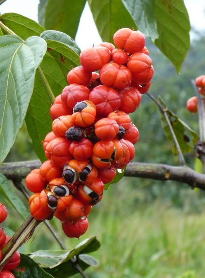 Guarana – brazylijski eliksir młodości i siły