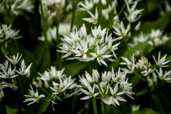 Czosnek niedźwiedzi. 5 sposobów na jego wykorzystanie