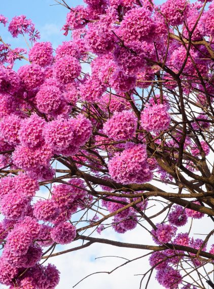 Vilcacora i lapacho. Kiedy stosować?