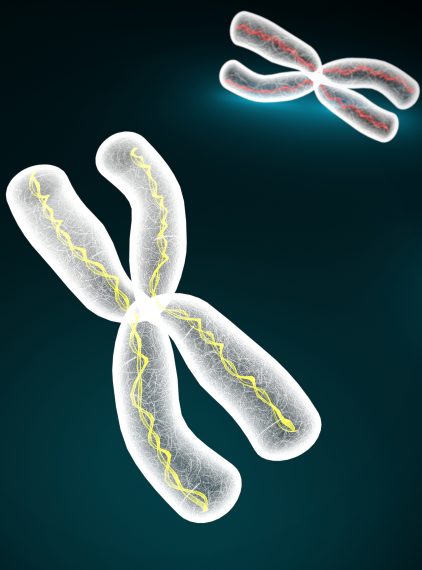 Choroby genetyczne sprzężone z płcią