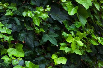 Bluszcz pospolity – roślina trująca czy lecznicza?