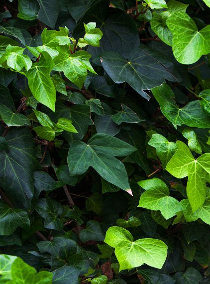 Bluszcz pospolity – roślina trująca czy lecznicza?