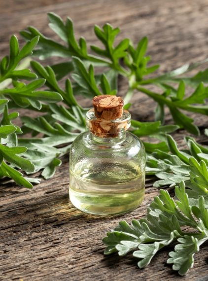 Bylica piołun – czym się charakteryzuje?