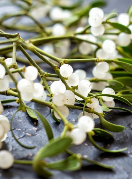 Jemioła – w jakich dolegliwościach się sprawdzi?