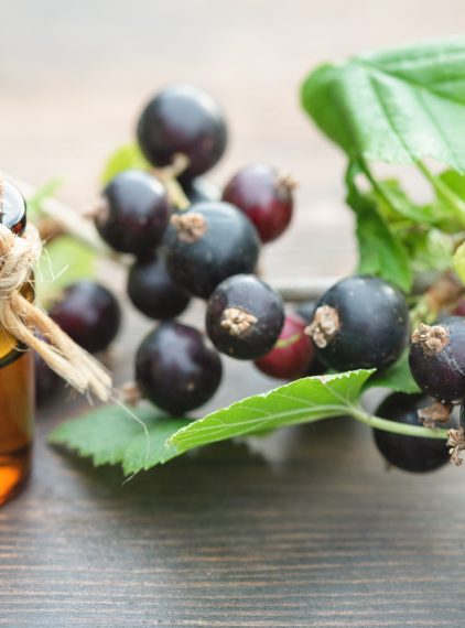 Olej z pestek czarnej porzeczki – czy to jeden z najzdrowszych olejów?