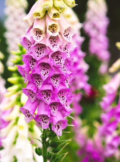 Jakie zioła warto stosować przy problemach z sercem?