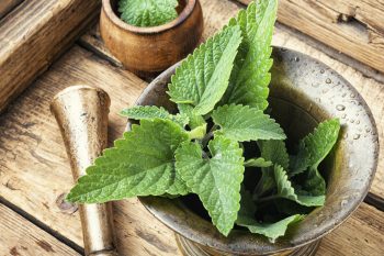 Melisa – czy działa jedynie jako środek uspokajający?