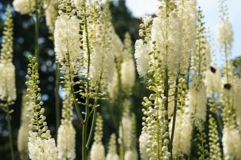 Zioła łagodzące objawy menopauzy