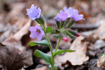 Miodunka – jakie ma właściwości lecznicze?