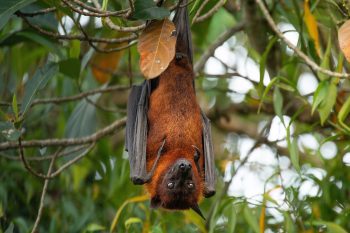 Wirus Nipah. Czy grozi nam kolejna pandemia?