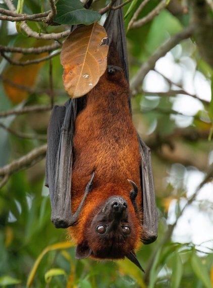 Wirus Nipah. Czy grozi nam kolejna pandemia?