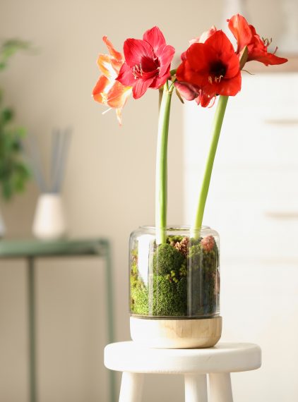 Rośliny domowe – które z nich mogą być trujące?