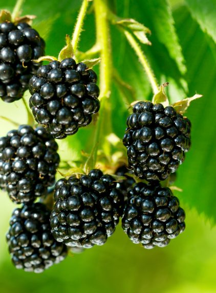 Jeżyny. Czy warto włączyć je do diety?