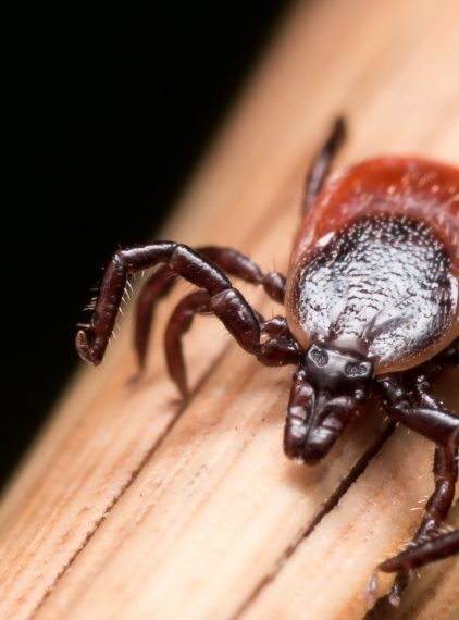 Szczepionka na kleszcze. Przed jakimi chorobami chroni?