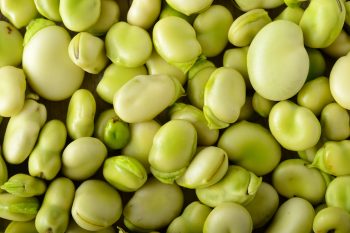 Bób – dlaczego warto go jeść?