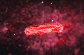 Bakterie Proteus Mirabilis i Proteus Vulgaris – charakterystyka, objawy, leczenie