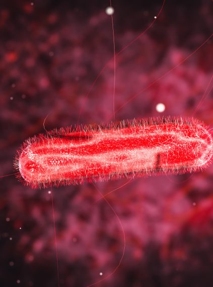 Bakterie Proteus Mirabilis i Proteus Vulgaris – charakterystyka, objawy, leczenie