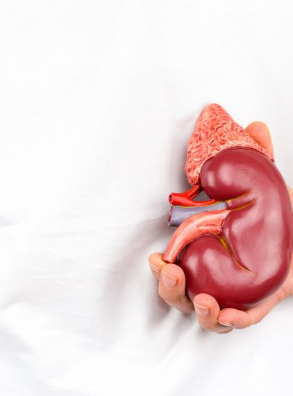 Biopsja nerki – kiedy się ją wykonuje, jakie są przeciwwskazania?
