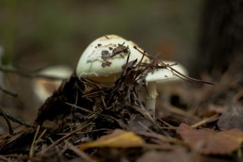 Jak odróżnić muchomora sromotnikowego od kani?