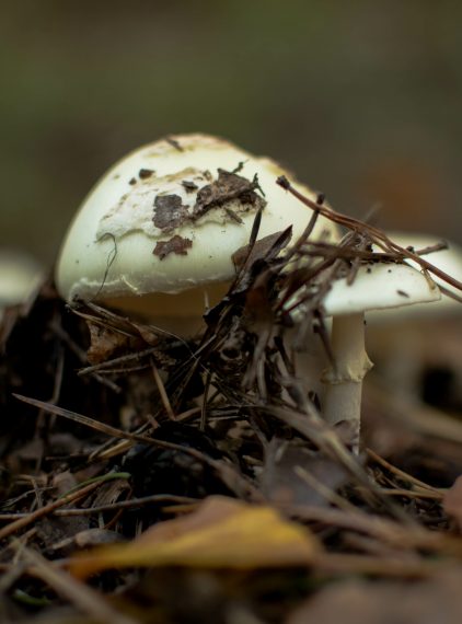 Jak odróżnić muchomora sromotnikowego od kani?