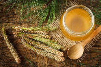 Jakie właściwości ma sosna zwyczajna?