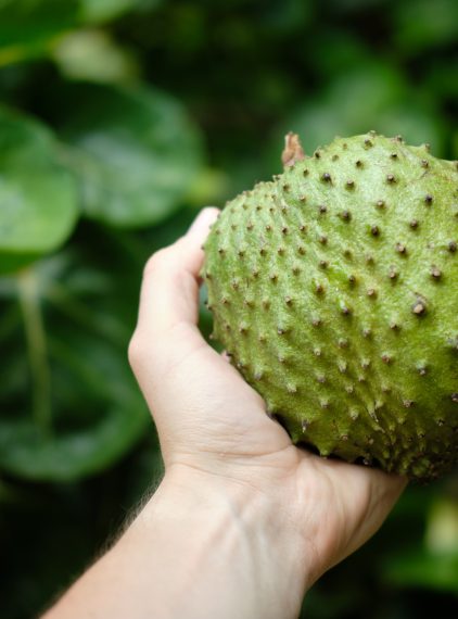 Graviola – jakie właściwości ma ten niedoceniony owoc?