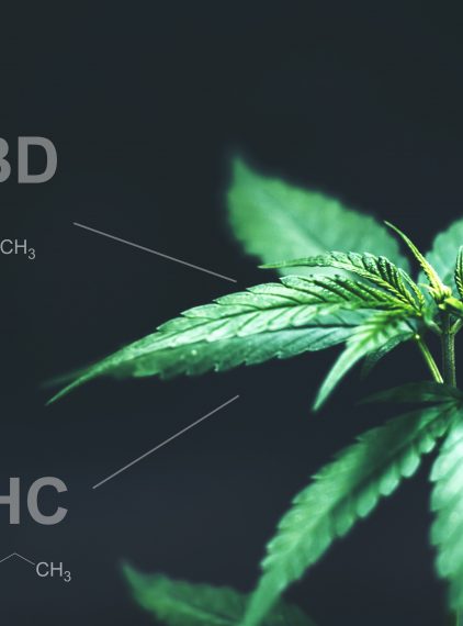 Marihuana – co to jest? Skutki palenia, działanie i wpływ na zdrowie