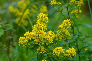 Nawłoć pospolita. Jakie ma właściwości?