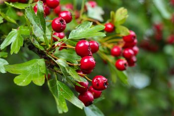 Głóg – czym jest? Właściwości, stosowanie i przeciwwskazania