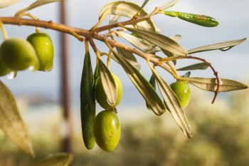 Oliwki czarne i zielone – jakie mają właściwości?