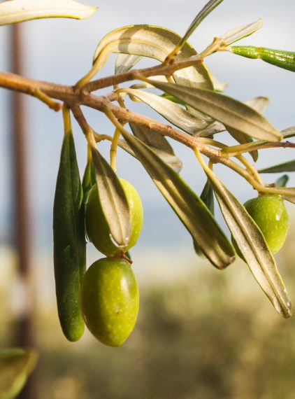 Oliwki czarne i zielone – jakie mają właściwości?