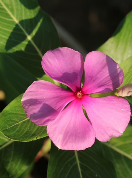 Barwinek różowy – właściwości lecznicze