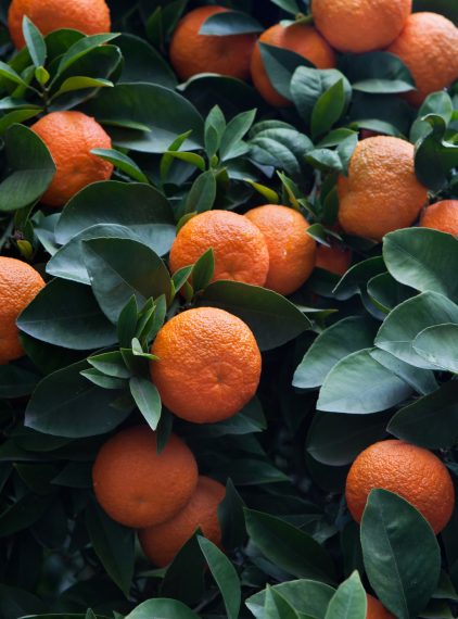 Gorzka pomarańcza – działanie i zastosowanie