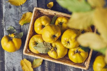 Pigwa. Jaki ma wpływ na odporność?