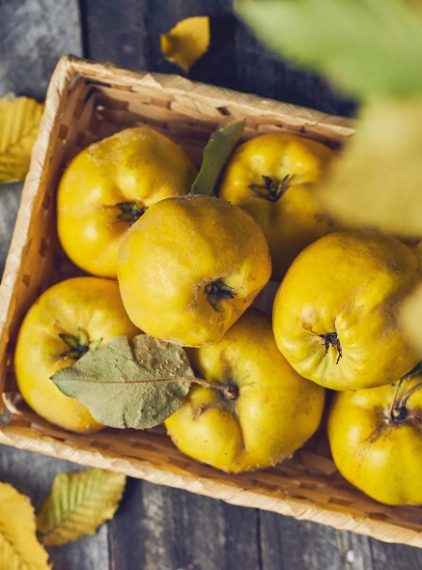 Pigwa. Jaki ma wpływ na odporność?