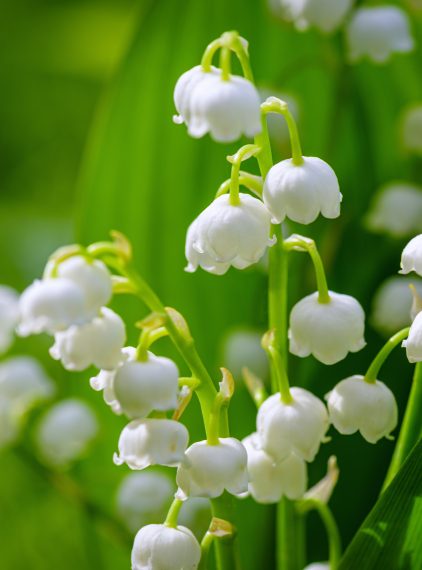 Konwalia majowa – trująca czy lecznicza?