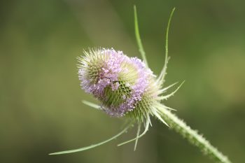 Jakie właściwości ma szczeć pospolita?
