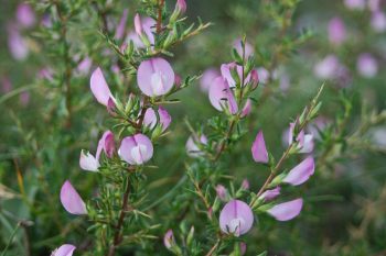 Wilżyna ciernista – jakie ma właściwości?