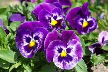 Fiołek trójbarwny – jakie ma właściwości?