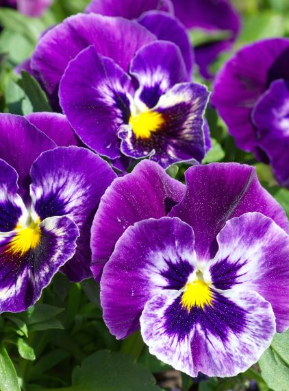 Fiołek trójbarwny – jakie ma właściwości?