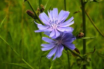 Cykoria podróżnik – właściwości i zastosowanie