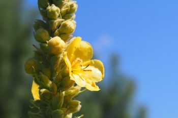 Dziewanna – właściwości i przeciwwskazania