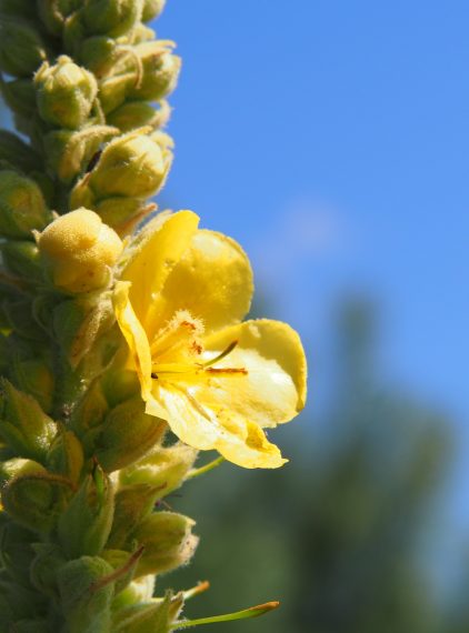 Dziewanna – właściwości i przeciwwskazania