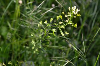 Tasznik pospolity. Występowanie, właściwości, zastosowanie