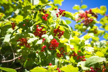 Kalina koralowa – właściwości i zastosowanie