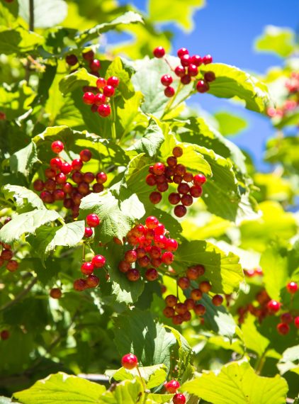 Kalina koralowa – właściwości i zastosowanie