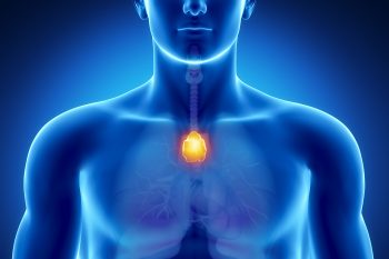 Grasica – budowa i rola w organizmie