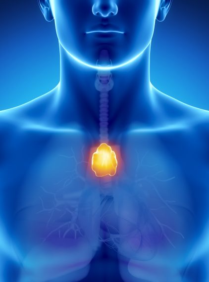 Grasica – budowa i rola w organizmie