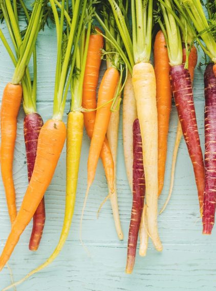 Marchewka – właściwości